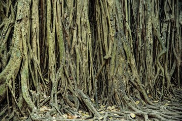growth of giant tree roots in ancient Mexico