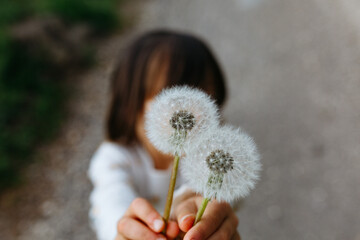 close up view on two big dandelions in child hands
