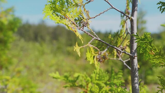 Small cedar branch in dry day