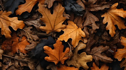 Naklejka na ściany i meble Background from fallen oak leaves. Autumn theme
