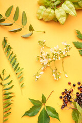 Composition with different plant branches, flowers and berries on color background