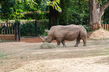 rhinoceros in a zoo