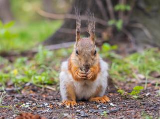 Squirrel eats a nut while sitting in green grass. Eurasian red squirrel, Sciurus vulgaris