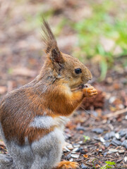 Squirrel eats a nut while sitting in green grass. Eurasian red squirrel, Sciurus vulgaris