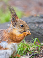 Close-up Portrait of Squirrel. Squirrel eats a nut while sitting in green grass.