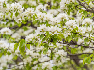 White blossoming apple trees. White apple tree flowers