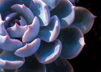 Succulent plant close up fresh leaves detail of Echeveria peacockii Subsessilis