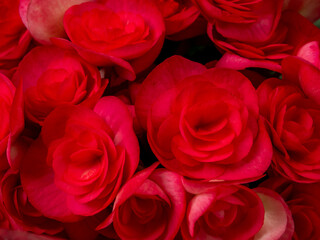 Close-up photo of a bouquet of hydrangeas flowers