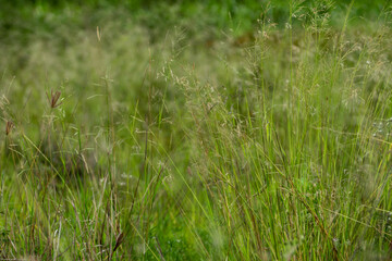 Grass flowers in the wasteland along the road