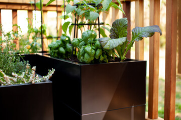 Herbs and vegetables grow in black metal planters on a sunny patio, creating a garden in a small...