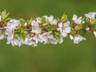 White cherry flowers. The branches of a blossoming Cherry tree with white flowers.