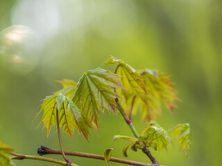 Spring branches of maple tree with fresh green leaves