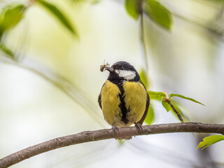 Fototapeta premium Great Tit sitting in a hedge with flys in its beak