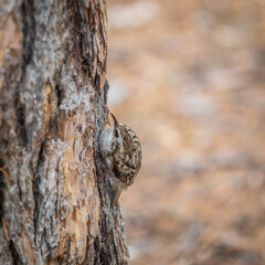 Little bird Eurasian treecreeper crawling on a tree. Nature background. Bird: Short toed Treecreeper. Certhia brachydactyla.