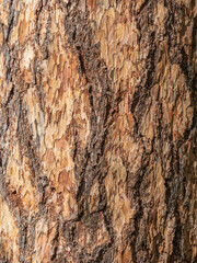 Texture of pine bark background