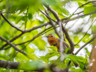 European Robin, Erithacus rubecula, song bird sits on tree in the spring forest or park