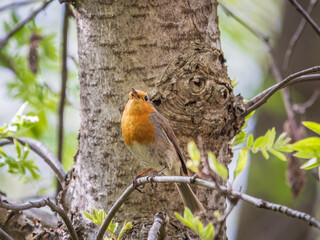 European Robin, Erithacus rubecula, song bird sits on tree in the spring forest or park