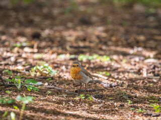 European Robin, Erithacus rubecula, song bird sits on ground in the spring forest or park