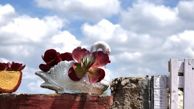 Blooming Red Aeonium In White Swan Flower Pot Under The Sunlight. closeup, sliding shot