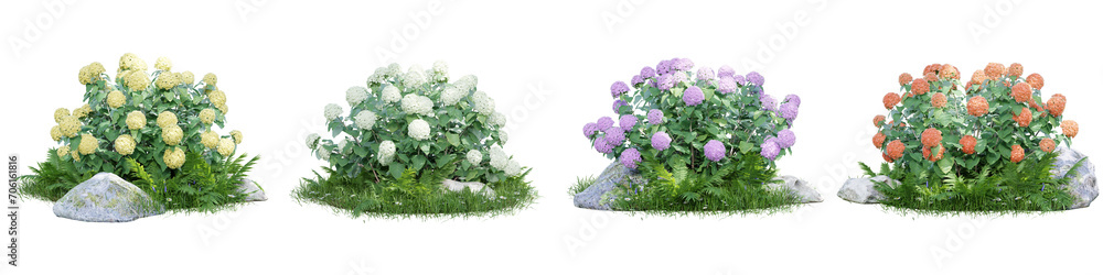 Poster hydrangea arborescens isolate transparent background.3d rendering png