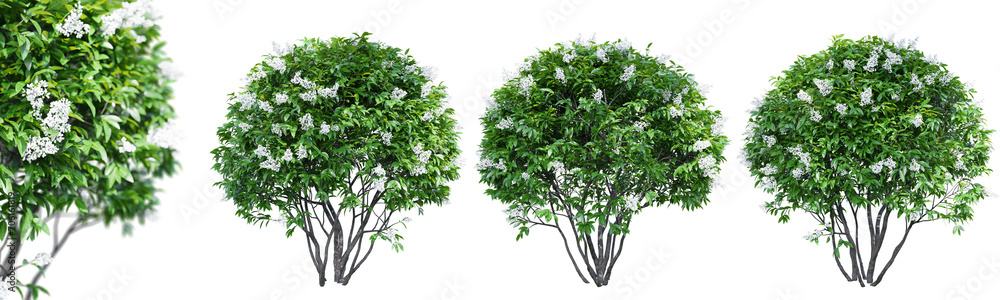 Aufkleber ligustrum flowering isolate transparent background.3d rendering png