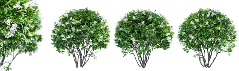 Ligustrum flowering isolate transparent background.3d rendering PNG - obrazy, fototapety, plakaty