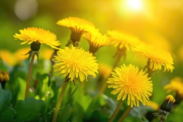 Yellow dandelion flowers with shallow focus being flooded with warm sunlight.