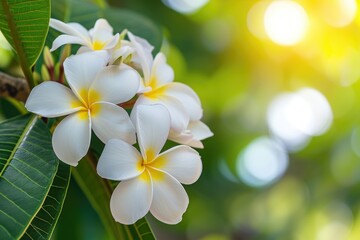 White plumeria blooming on trees, Tropical flower.