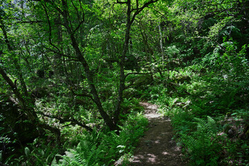 Fototapeta na wymiar Forest path to the Rekom Sanctuary in Tsey gorge