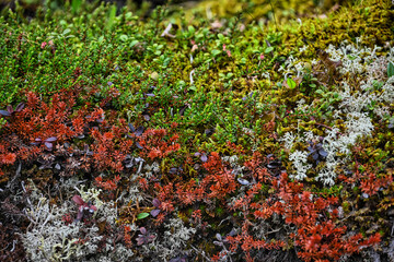 Rich colorful vegetation on mountain slopes
