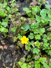 Flores silvestres