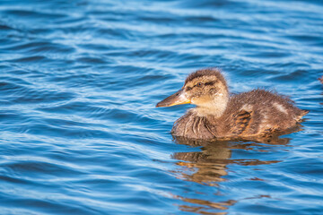 Cute little duckling swimming alone in a lake or river with calm water