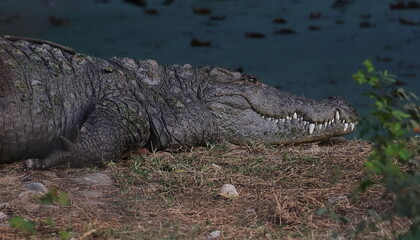big mugger or marsh or fresh water crocodile (crocodylus palustris) resting on the bank of river
