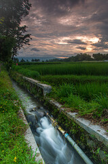 charming views of rice terraces