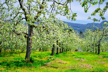 群馬県川場村のりんご畑、満開の白いりんごの花