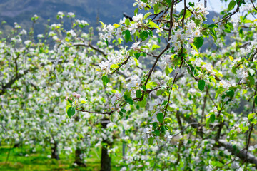 Fototapeta na wymiar 群馬県川場村のりんご畑、満開の白いりんごの花