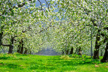 Fototapeta na wymiar 群馬県川場村のりんご畑、満開の白いりんごの花