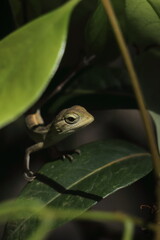oriental garden lizard or changeable lizard (calotes versicolor) in a tropical rainforest in india