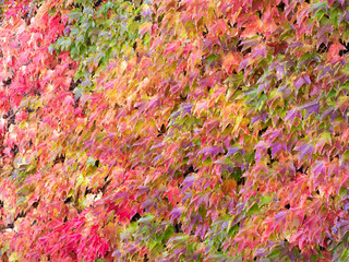 Background of colorful leaves change color in the autumn season. - 706168895