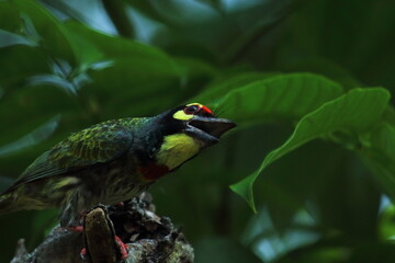 colorful coppersmith barbet or crimson breasted barbet (psilopogon haemacaphalus) perching on a tree, summer season in indian tropical forest