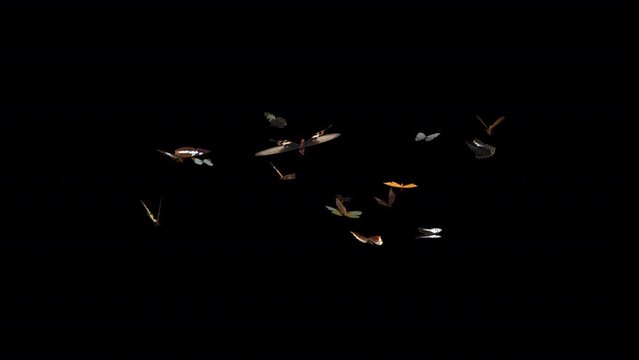 Large Swarm of Colorful Butterflies - Flying Loop - LS View - I - Realistic cinematic 3D animation isolated on transparent background with alpha channel