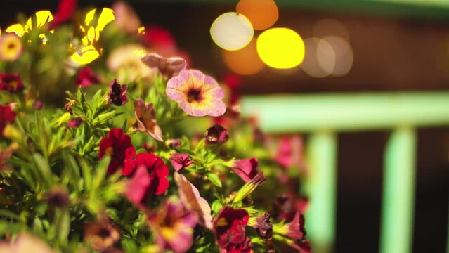 Flowers on ramp at night / Promenade des capitaines Matane / Closeup