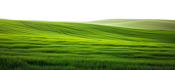 Panorama of green landscape is on white background