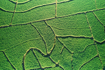 Green suagr cane stems field