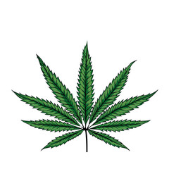 Cannabis leaf isolated on transparent background