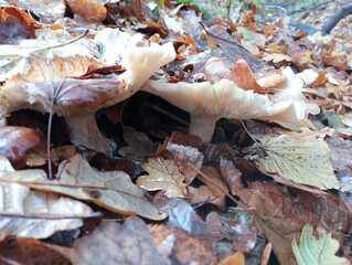 Under the fallen autumn leaves, two champignon mushrooms are hiding. Old rotten mushrooms in the autumn forest. Collection of mushrooms in autumn and active recreation in nature. Forest autumn backgro