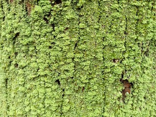 Texture of green moss on the surface of a tree. Natural backgrounds and textures. The bark of the...