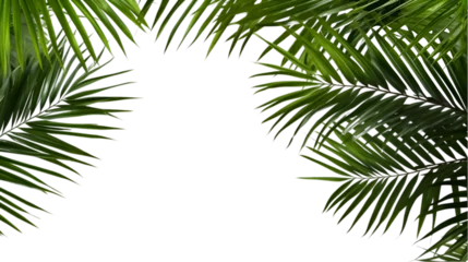 Foto op Canvas palm tree isolated on white background © Le MK