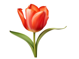red tulip flower element in isolated background