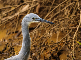 Heron Portrait